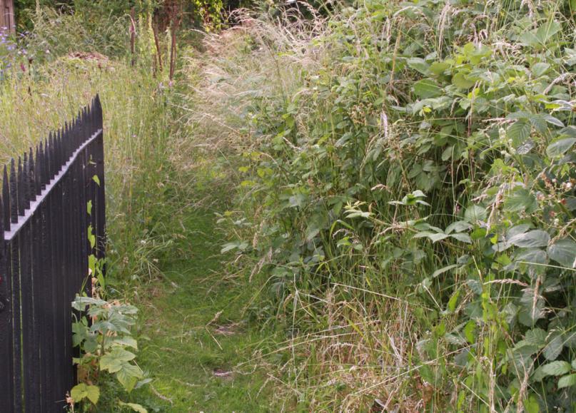 Hedgerow Restoration