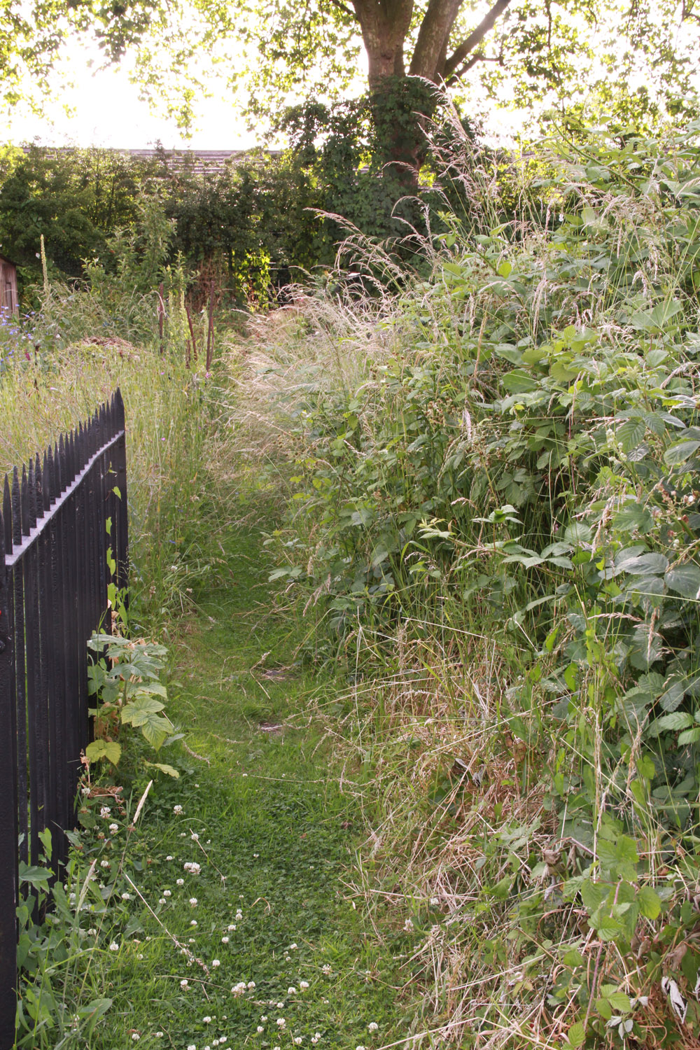 Hedgerow Restoration