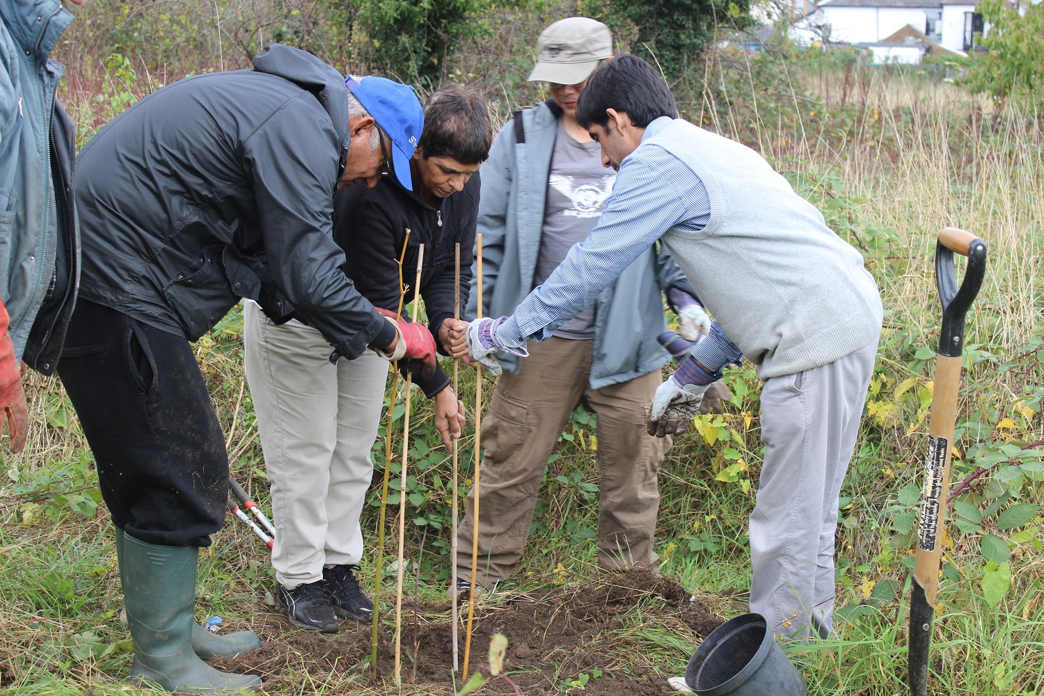 Tree planting