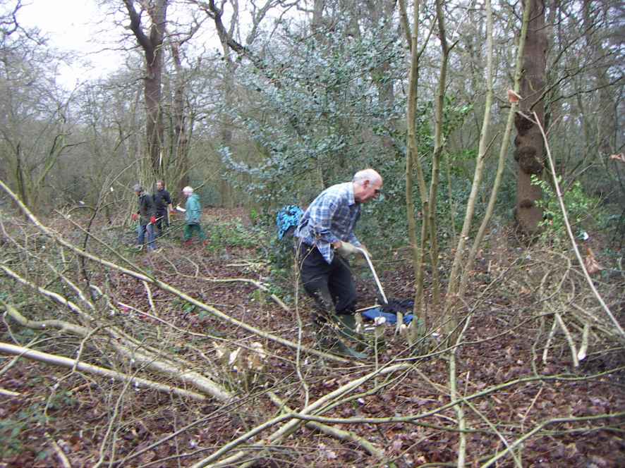 Ian coppicing