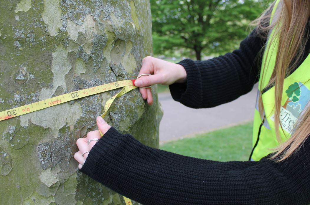 Volunteer Tree Surveyor
