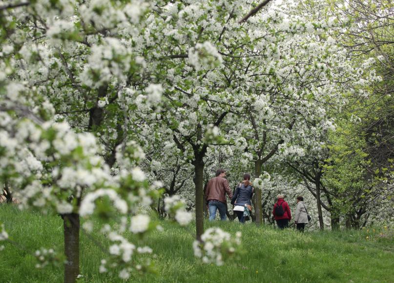 West Acton Cherry Tree Walk