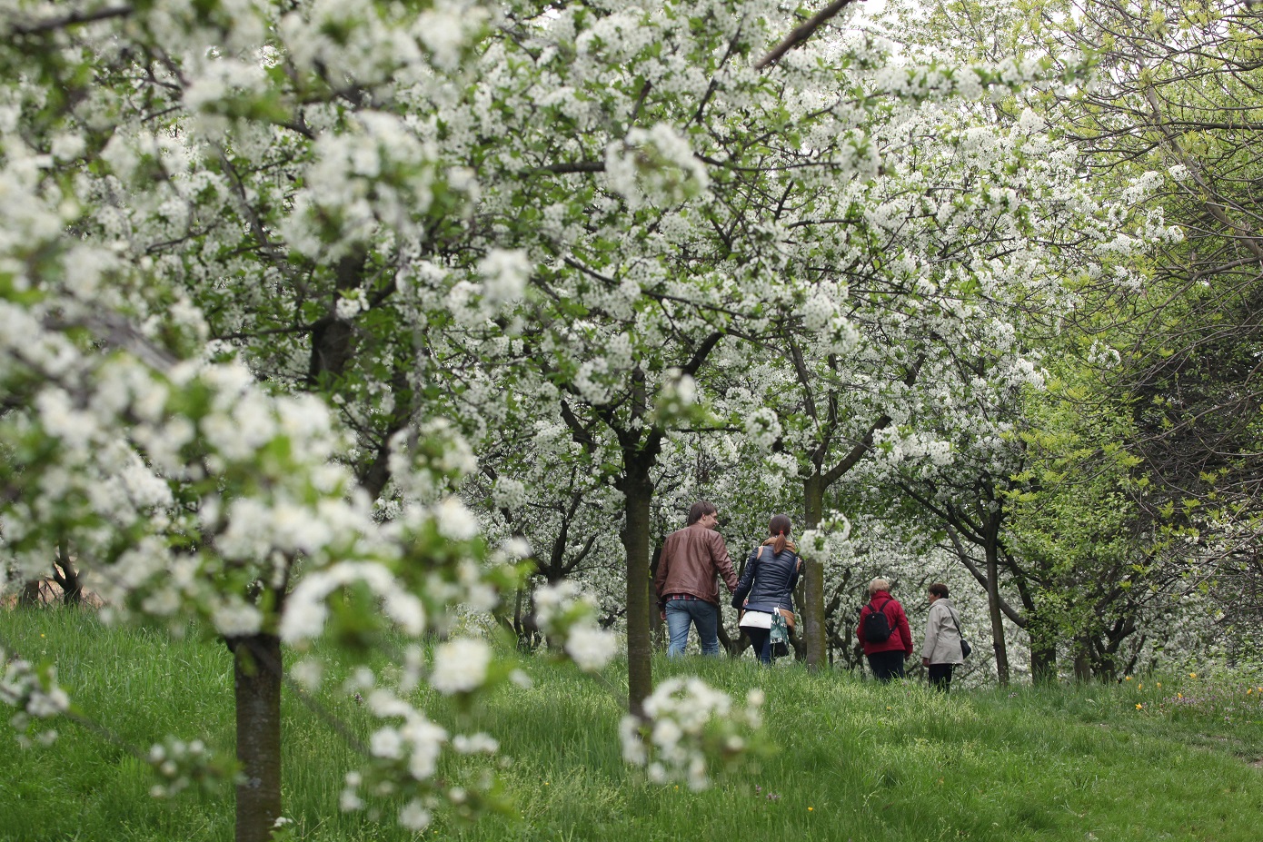 Cherry trees image
