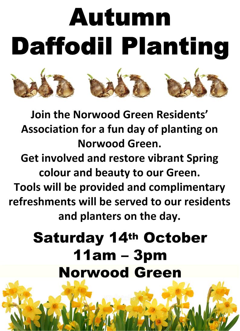 Autumn Daffodil Planting