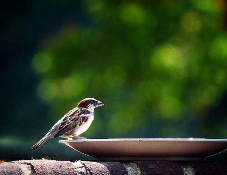 Ealing Wildlife Group