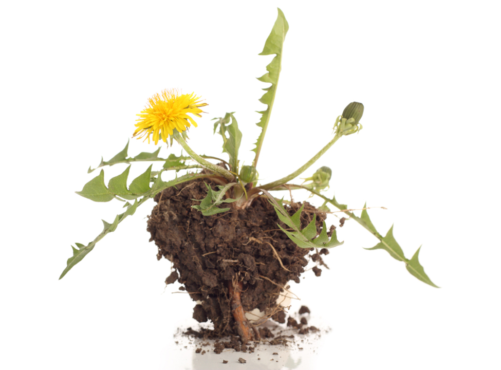 Composting Workshop
