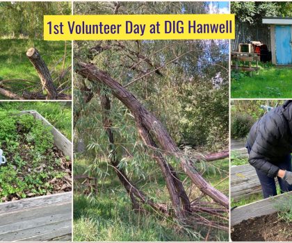 Community Gardening – Mondays 10-3pm – DIG Hanwell