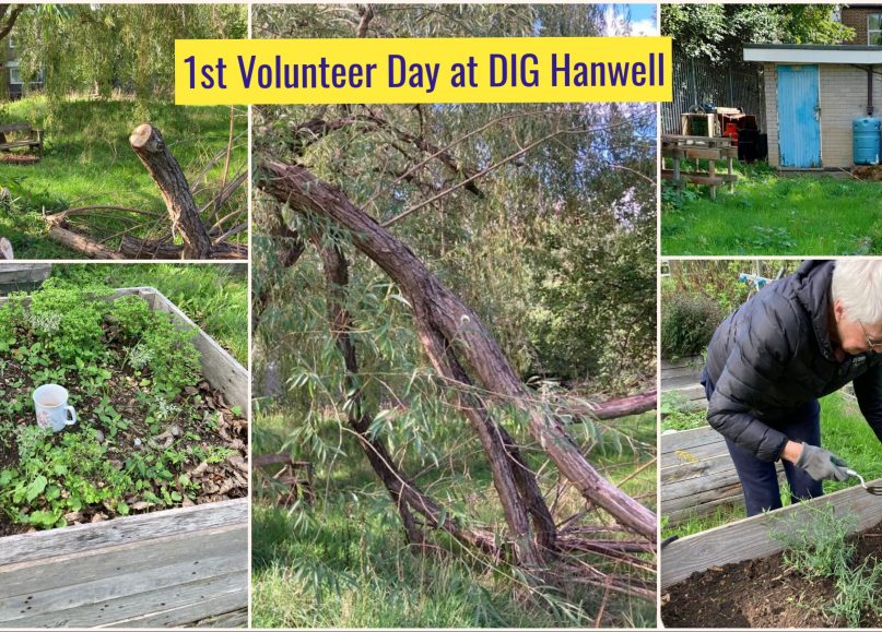 Community Gardening – Mondays 10-3pm – DIG Hanwell