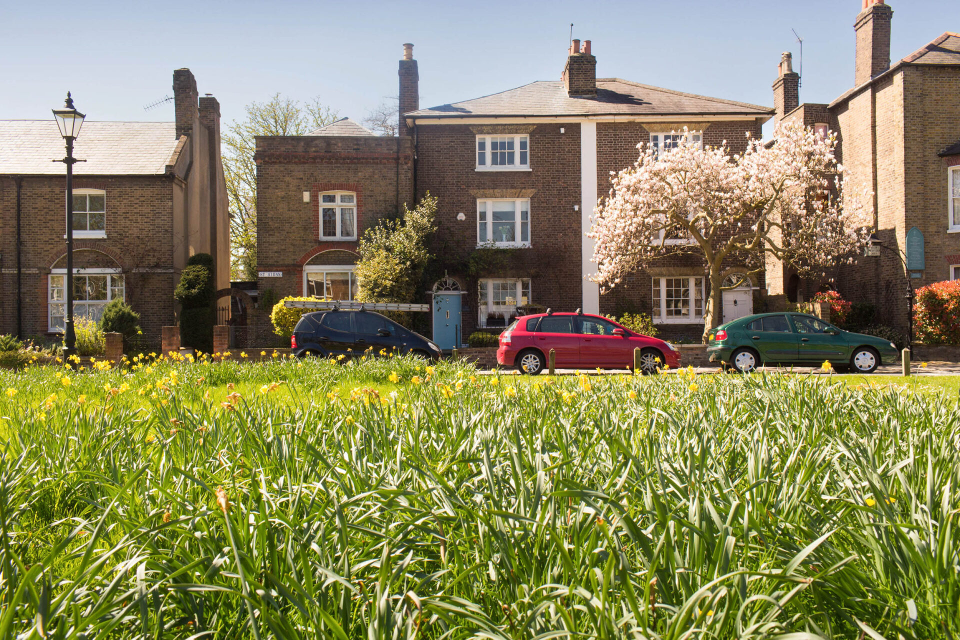 Grass with daffodils in the foreground with a town house in the background.