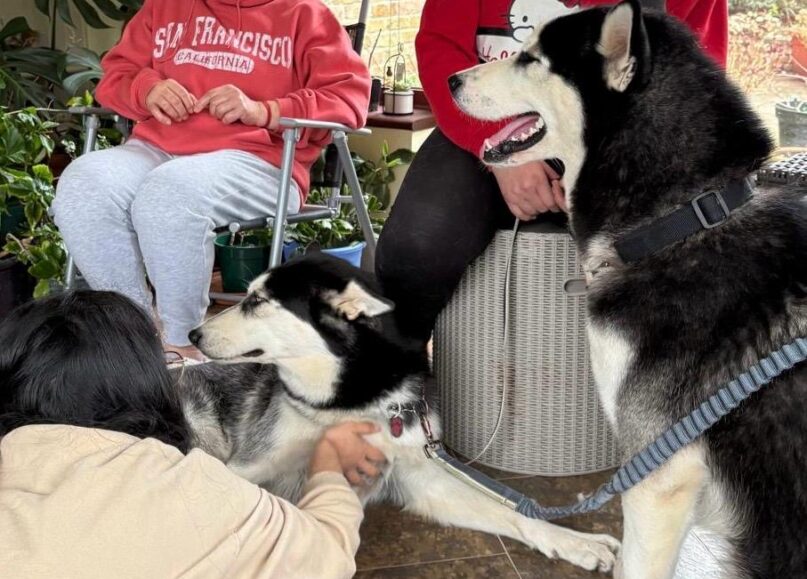 Husky Therapy Support Ealing