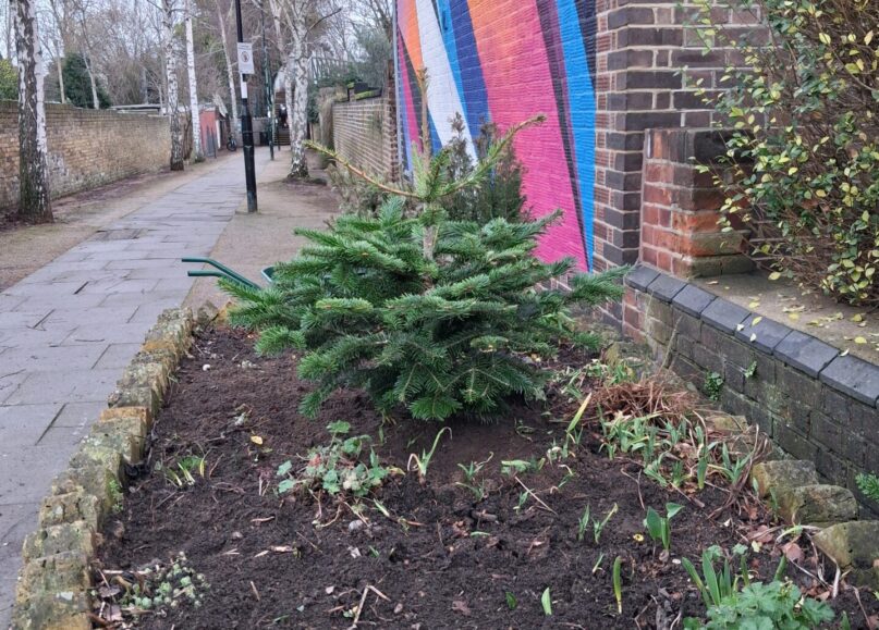 Flowerbeds in Goldsmith Avenue
