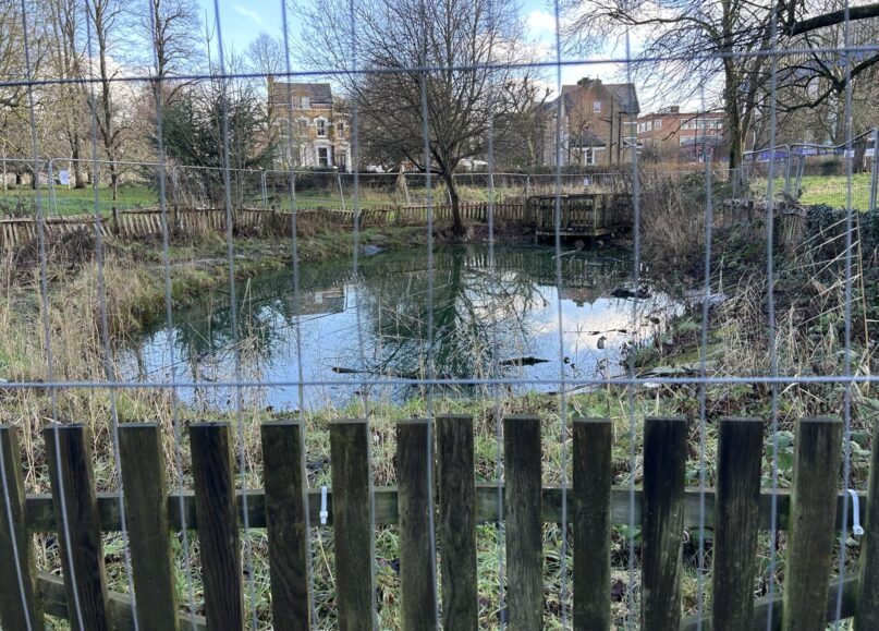 Acton Park Pond Rejuvenation